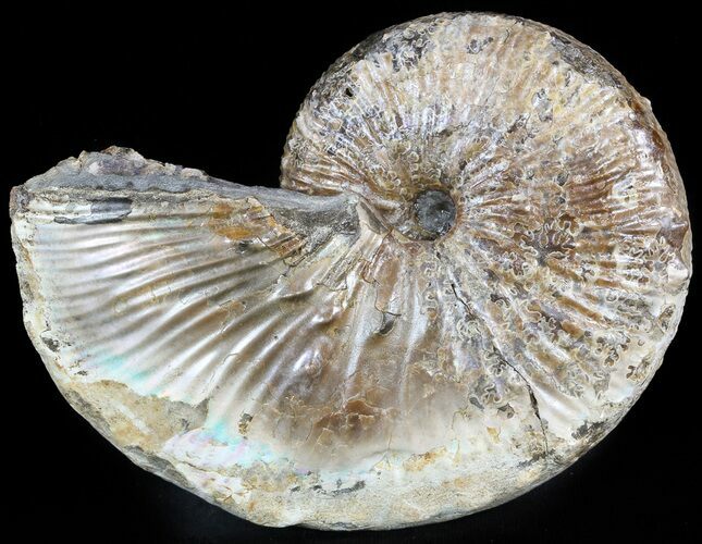 Hoploscaphites Ammonite - South Dakota #46863